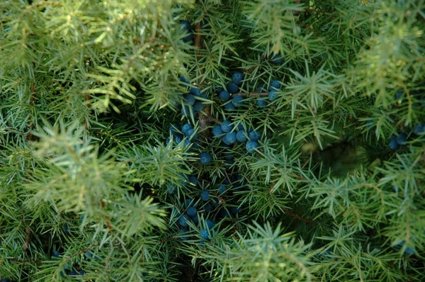 Juniper Com Frutas Plana Montanha Bulgária — Fotografia de Stock