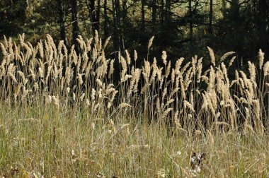 Plana dağ Bulgaristan'da çimenli bitkiler