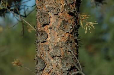 Bulgaristan'da dağda kozalaklı ağaç Gövdesi