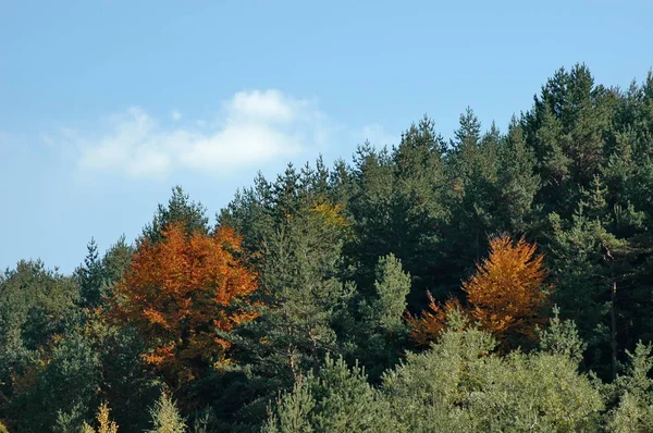 Kleurrijke Schoonheid Van Herfst Het Bos Berg Plana Bulgarije — Stockfoto