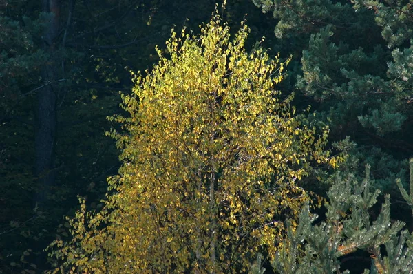 Kolorowe Piękno Jesieni Lesie Górach Plana Bułgarii — Zdjęcie stockowe