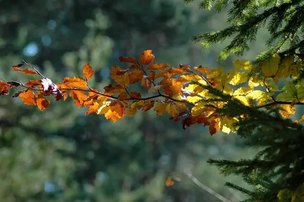 Pestrá Krása Podzimu Lese Horách Plana Bulgaria — Stock fotografie