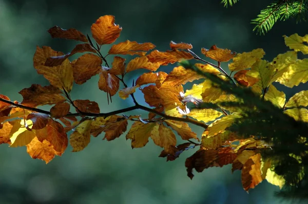 Pestrá Krása Podzimu Lese Horách Plana Bulgaria — Stock fotografie