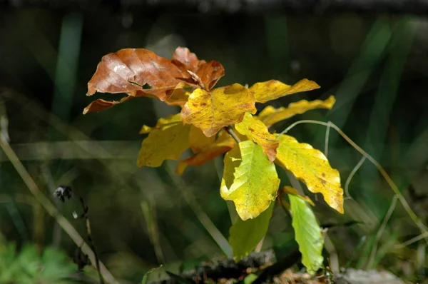 Die Farbenfrohe Schönheit Des Herbstes Wald Und Gebirge Plana Bulgaria — Stockfoto