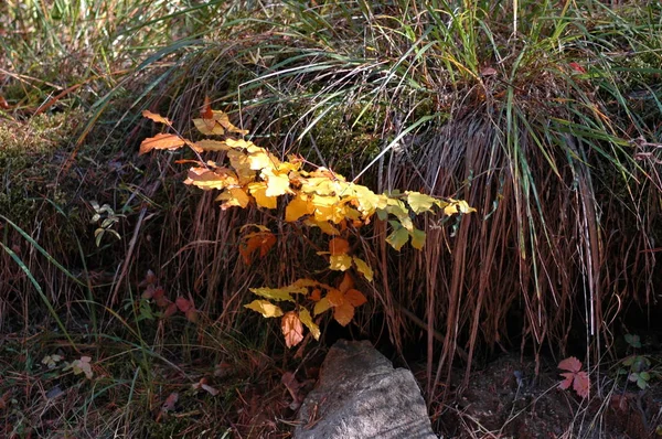 Die Farbenfrohe Schönheit Des Herbstes Wald Und Gebirge Plana Bulgaria — Stockfoto