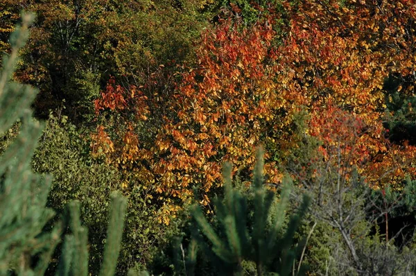 Πολύχρωμη Ομορφιά Του Φθινοπώρου Στο Δάσος Και Βουνό Πλάνα Από — Φωτογραφία Αρχείου