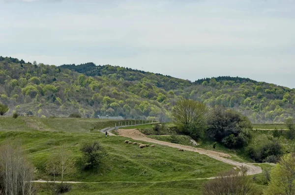 Plana Montanha Rebanho Ovelhas Cabras Bulgária — Fotografia de Stock
