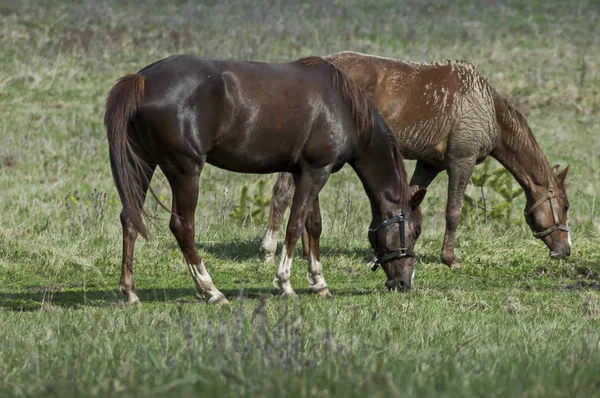 プラナ山ブルガリアに乗るための馬 — ストック写真