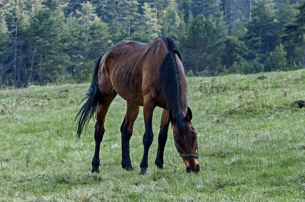 プラナ山ブルガリアに乗るための馬 — ストック写真