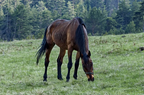 Équitation Dans Plana Mountain Bulgarie — Photo