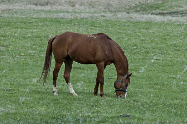 プラナ山ブルガリアに乗るための馬 — ストック写真