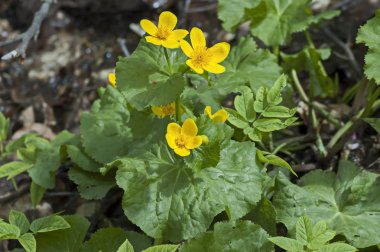 Marsh-Marigold (Caltha palustris) dere kıyısında, Bulgaristan