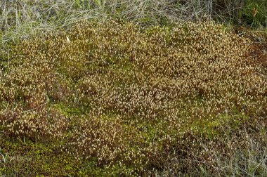 Plana Dağı Bulgaristan 'daki bitkilerin germ
