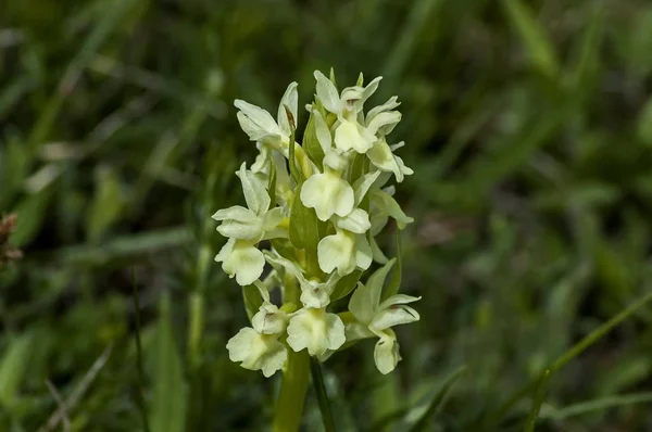 Orchideenblume Orchis Latifolia Plana Mountain Bulgaria — Stockfoto