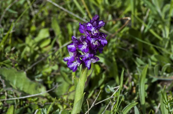 Orkide Çiçeği Orchis Latifolia Plana Dağ Bulgaristan — Stok fotoğraf