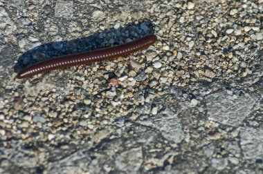 Plana, Bulgaristan 'da Centipede (Chilopoda)