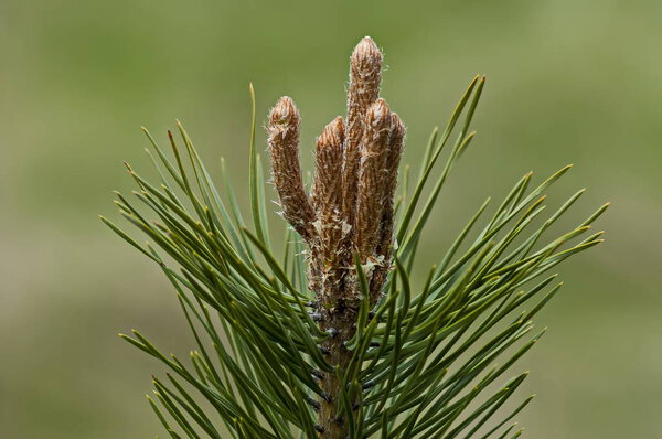 The pine tips of conifer trees jn Plana mountain Bulgaria