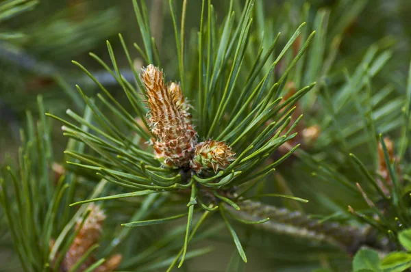 Pine Tips Conifer Trees Plana Mountain Bulgaria — Stock Photo, Image