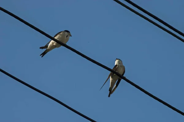 在保加利亚普莱纳山的电线上的燕子 — 图库照片