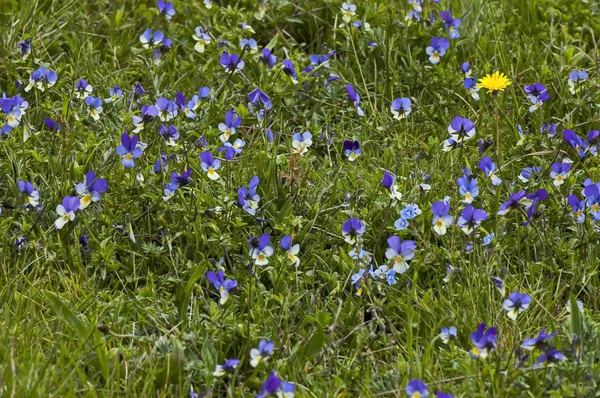 Violett Herzkrankheit Viola Tricolor Plana Bulgarien — Stockfoto