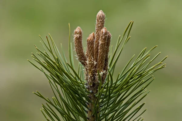 플라나 불가리아의 소나무 스톡 이미지