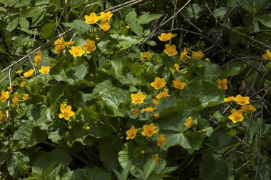 Marsh-Marigold (Caltha palustris) dere kıyısında, Bulgaristan