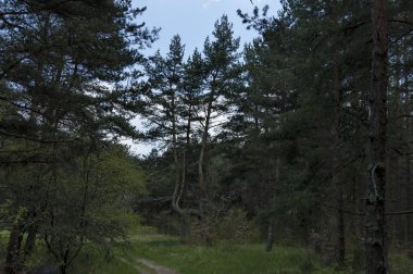 Plana dağ Bulgaristan 'da iğne ağacı