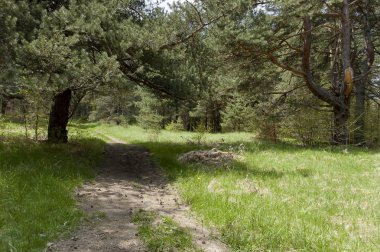 Plana dağ Bulgaristan 'da iğne ağacı