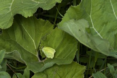 Plana dağ Bulgaristan 'da kelebek