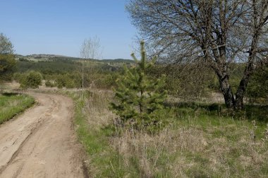 Plana dağ Bulgaristan 'da iğne ağacı