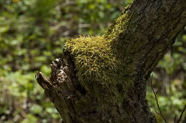 Bark Tree Moss Lichen Plana Mountain Bulgaria — Stock Photo, Image