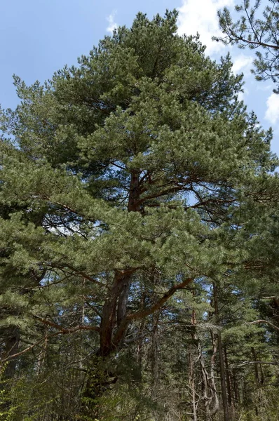 Coniferous Tree Plana Mountain Bulgaria — Stock Photo, Image