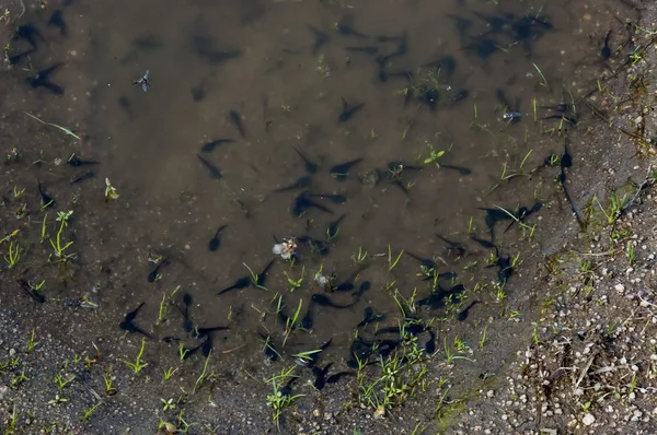 Tadpole Lagoa Montanha Plana Bulgária — Fotografia de Stock