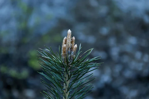 Coniferous Boom Plana Berg Bulgarije — Stockfoto