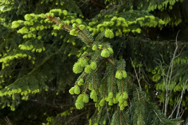 Coniferous Tree Plana Mountain Bulgaria — Stock Photo, Image