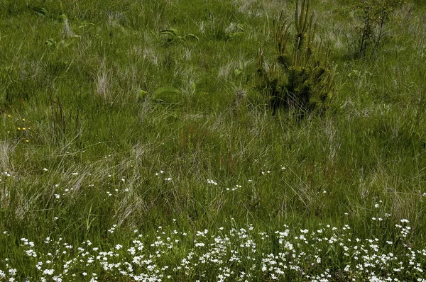 Blommor Plana Berg Bulgarien — Stockfoto