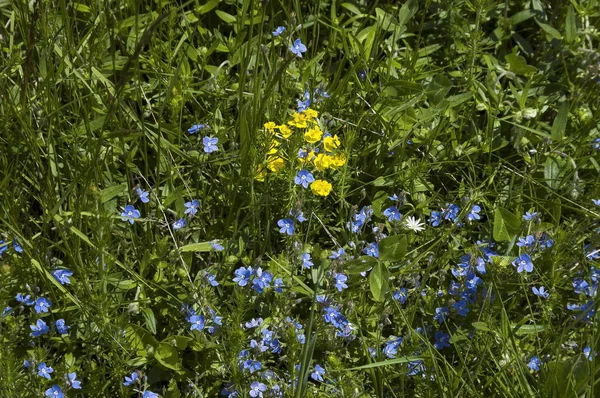 Blumen Plana Mountain Bulgarien — Stockfoto