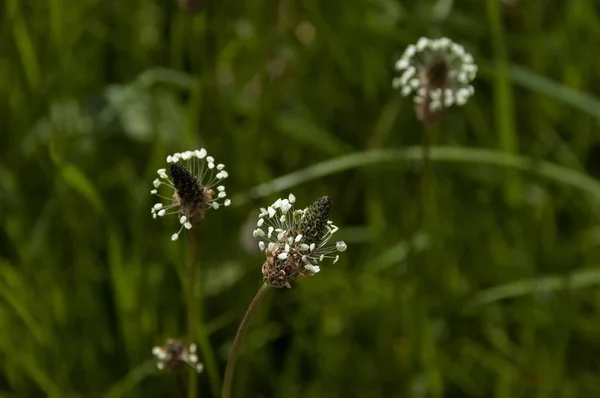 Blumen Plana Mountain Bulgarien — Stockfoto