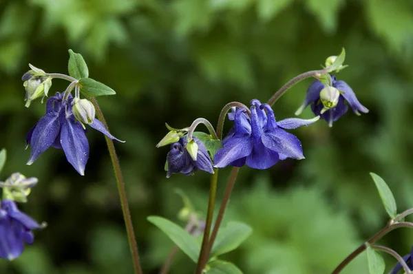 Blumen Plana Mountain Bulgarien — Stockfoto