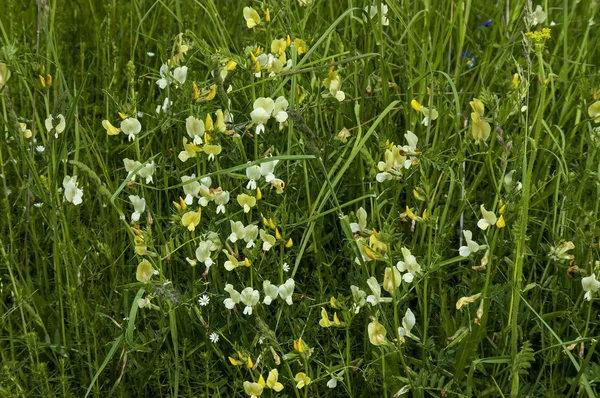 Blumen Plana Mountain Bulgarien — Stockfoto