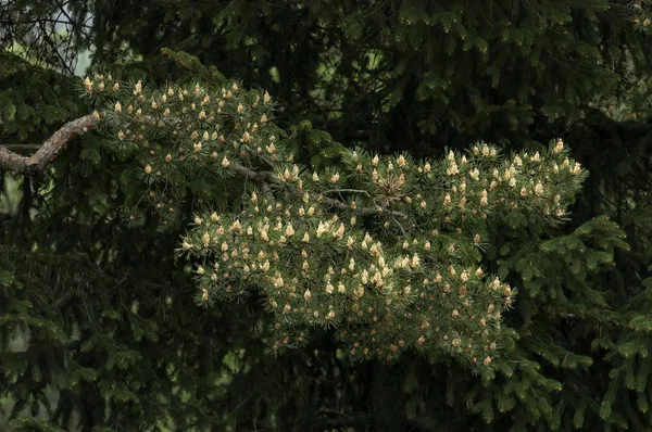 Coniferous Tree Plana Mountain Bulgaria — Stock Photo, Image