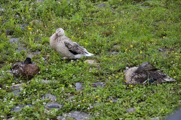 Parco Rila Giorno Pioggia Dupnica Bulgaria — Foto Stock