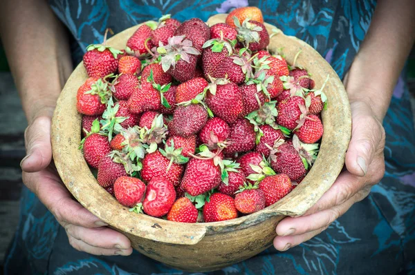 Closeup of old granny hands holding many fresh strawberries. Female adult showing a handful of red berries strawberries. — Stock Photo, Image