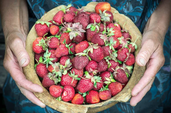 Closeup of old granny hands holding many fresh strawberries. Female adult showing a handful of red berries strawberries. — Stock Photo, Image