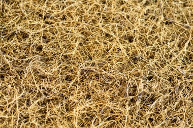 Hindistan cevizi lifi ile yatak. Hindistan cevizi Hindistan cevizi. Rendelenmiş hindistan cevizi kabuğu minder üretimi için. doku, doğal arka plan.