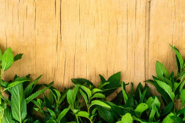 Sfondo in legno con menta. Fresco sfondo foglia di menta primo piano. Coltivare menta biologica da vicino. Posto per testo — Foto Stock