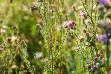 Pembe süt thistle çiçek arı polen, Silybum marianum bitkisel çözüm, Saint Mary'nin Thistle toplama ile vahşi natur