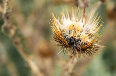 Thistle, sonbahar arka plan üzerinde ortak thistle kuru. Thistle çiçek yakın çekim makro doğa doğal bir arka planda yumuşak odak. 