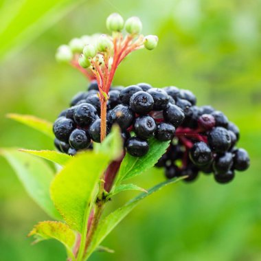 Güneş ışığı (Sambucus nigra) bahçesinde meyve siyah mürver kümeleri. Yaşlı, siyah yaşlı, Avrupa siyah mürver arka plan