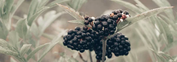 Clusters fruit black elderberry in garden in sun light (Sambucus nigra). elder, black elder, European black elderberry background